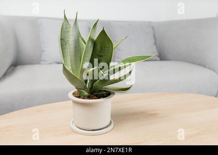 Sansevieria-Zwergsorten in minimalistischen weißen Keramiktöpfen. Dracaena Trifasciata Golden Hahnii Stockfoto