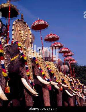 Kaparinierte Elefanten im Pooram Festival, Thrissur oder Trichur, Kerala, Indien, Asien Stockfoto