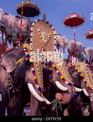 Kaparinierte Elefanten im Pooram Festival, Thrissur oder Trichur, Kerala, Indien, Asien Stockfoto