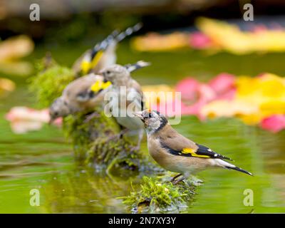 Europäischer Goldfink (Carduelis carduelis), Jungvögel, die in flachem Wasser trinken, Hessen, Deutschland Stockfoto