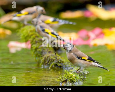 Europäischer Goldfink (Carduelis carduelis), Jungvögel, die in flachem Wasser trinken, Hessen, Deutschland Stockfoto