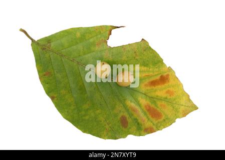 Buchengallenmidge (Mikiola fagi) auf Kupferbuche (Fagus sylvatica), Herbstfärbung, Deutschland Stockfoto