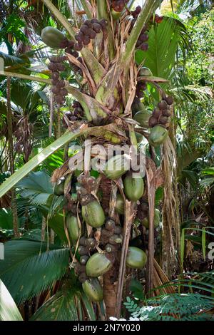 Riesige Nüsse der Palme Coco de mer in Vallee de Mai, Praslin Island, Seychellen Stockfoto