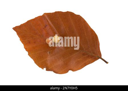 Buchengallenmidge (Mikiola fagi) auf Kupferbuche (Fagus sylvatica), Herbstfärbung, Deutschland Stockfoto