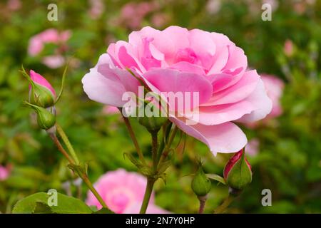 Floribunda Rose (Rosa), Nordrhein-Westfalen, Deutschland Stockfoto