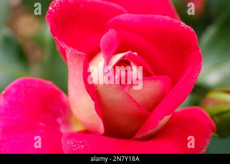 Floribunda Rose (Rosa), Home Melody, Nordrhein-Westfalen, Deutschland Stockfoto