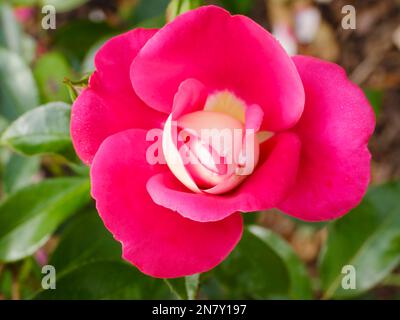 Floribunda Rose (Rosa), Home Melody, Nordrhein-Westfalen, Deutschland Stockfoto