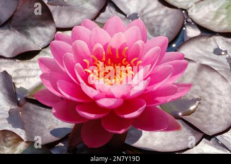 Hardy Water Lily (Nymphaea), Perry's Fire Opal, Nordrhein-Westfalen, Deutschland Stockfoto