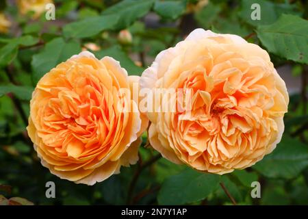 Strauchrose (Rosa), Kronprinzessin Margareta Stockfoto