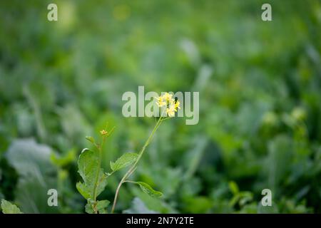 Junge Senfpflanzen wachsen auf dem Feld. Stockfoto