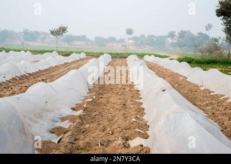 Anbau von Gemüse unter Polyethylen-armen Tunneln. Stockfoto