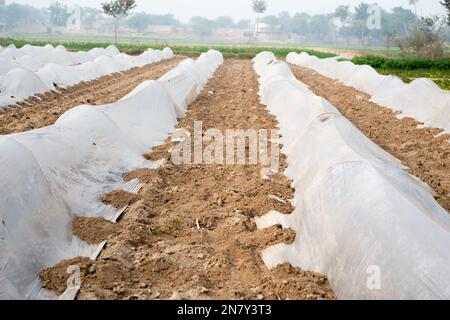 Anbau von Gemüse unter Polyethylen-armen Tunneln. Stockfoto