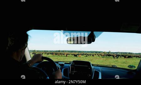 Blick vom Fahrzeuginnenraum durch die Windschutzscheibe. Der Bauer reitet durch das grüne Feld und untersucht sein Land. Sommertag. Hochwertiges Foto Stockfoto