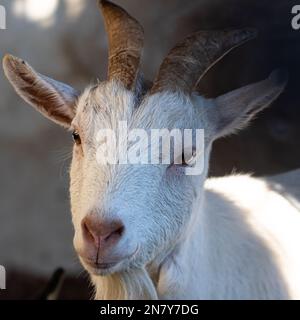 Nahaufnahme einer weißen Ziege, die mit ihren großen, neugierigen Augen direkt auf die Kamera starrt. Stockfoto