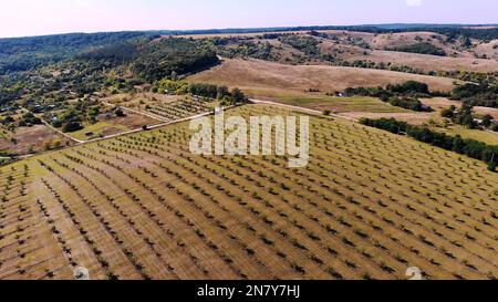 Bauernhof, Felder von Walnussplantagen. Reihen gesunder Walnussbäume in einer ländlichen Plantage mit reifenden Walnüssen auf Bäumen auf einem sonnigen day.aero-Video, Drohne. Hochwertiges Foto Stockfoto