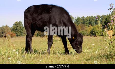 Nahaufnahme, auf der Wiese, auf der Farm, großer schwarzer Abstammung, Zuchtbulle weidet. Sommer, warmer Tag. Rinder für die Fleischerzeugung auf der Weide. Auswahl von Kühen, Bullen. Hochwertiges Foto Stockfoto