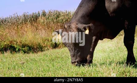 Nahaufnahme, auf der Wiese, auf der Farm, großer schwarzer Abstammung, Zuchtbulle weidet. Sommer, warmer Tag. Rinder für die Fleischerzeugung auf der Weide. Auswahl von Kühen, Bullen. Hochwertiges Foto Stockfoto