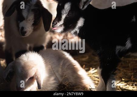 Lazy Baby Ziege umgeben von verspielten Geschwistern, niedliche Ziegenbabys, die in einem Sweet Stack kuscheln Stockfoto