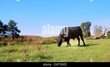 Nahaufnahme, auf der Wiese, auf der Farm, großer schwarzer Abstammung, Zuchtbulle weidet. Sommer, warmer Tag. Rinder für die Fleischerzeugung auf der Weide. Auswahl von Kühen, Bullen. Hochwertiges Foto Stockfoto