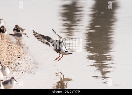 Landung Turnstone (Arenaria Interpres) an der Küste von Essex Stockfoto