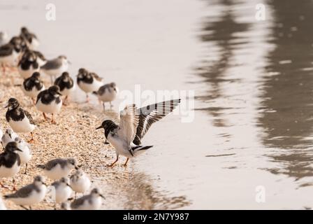 Turnstone (Arenaria Interpres) an der Küste von Essex Stockfoto