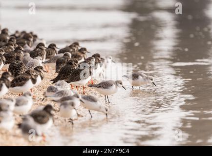 Turnstone (Arenaria Interpres) an der Küste von Essex Stockfoto