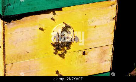 Viele Bienen am Eingang des Bienenstocks. Honigbienen schwärmen und fliegen um ihren Bienenstock an sonnigen Tagen. Landwirtschaftliche Honigerzeugung, natürliches Bio-Erzeugnis. Hochwertiges Foto Stockfoto