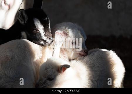 Lazy Baby Ziege umgeben von verspielten Geschwistern, niedliche Ziegenbabys, die in einem Sweet Stack kuscheln Stockfoto