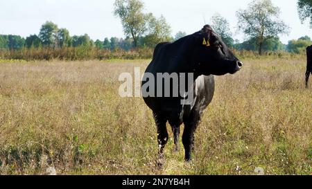 Nahaufnahme, auf der Wiese, auf dem Hof, großer schwarzer Abstammung, Zuchtrinder, Die Bullen grasen. Sommer, warmer Tag. Rinder für die Fleischerzeugung auf der Weide. Auswahl von Kühen, Bullen. Hochwertiges Foto Stockfoto