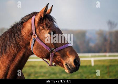 Porträt des Vollblutpferdes auf der Weide eines Tierzuchtbetriebs Stockfoto