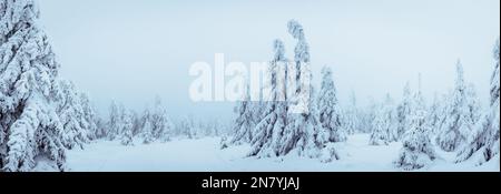 Winterwald im Nebel. Schneebedeckte Fichten mit gefrorenem Nebel. Kaltes Wetter in den Bergen. Panoramablick Stockfoto