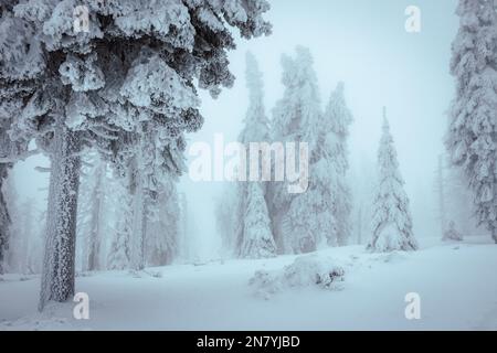 Winterwald im Nebel. Schneebedeckte Bäume mit Frostnebel. Kaltes Wetter in den Bergen Stockfoto