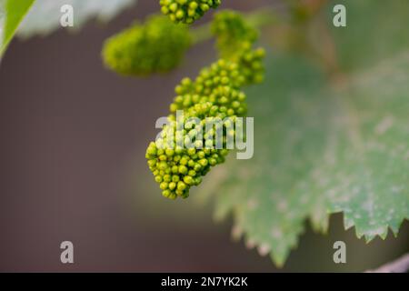 Die Trauben blühen im Garten. Stockfoto