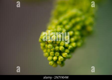 Die Trauben blühen im Garten. Stockfoto