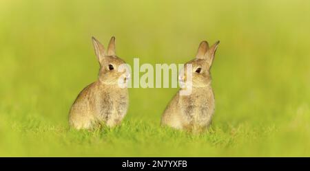 Nahaufnahme von zwei niedlichen kleinen Kaninchen, die auf der Wiese in Großbritannien sitzen. Stockfoto