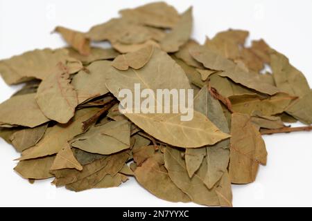 Lorbeerblätter, Laurus nobilis, ein aromatischer immergrüner Baum oder großer Strauß mit grünen, glabromreichen (glatten) Blättern. Es gehört zur blühenden Pflanzenfamilie Stockfoto