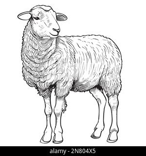Süße Schafzucht handgezeichnete Skizze Vektorbildgebung Landwirtschaft Stock Vektor