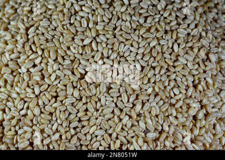 Weizenkörner und -Samen, Gras, das für seine Samen weit verbreitet ist, ein Getreidekorn, das weltweit ein Grundnahrungsmittel ist, das die vielen Weizenarten zusammen herstellen Stockfoto