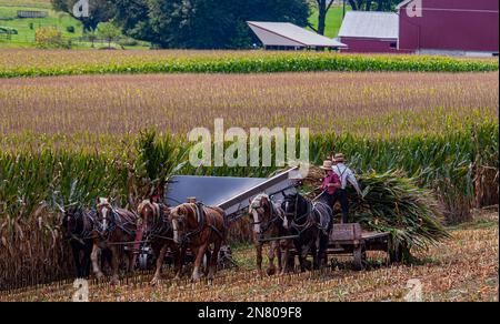 Ein Blick auf den Amischen, der an einem sonnigen Herbsttag sechs Pferde und drei Männer mit dem Mais erntete, wie er vor Jahren gemacht wurde Stockfoto