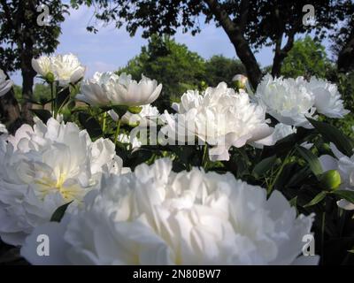 Blühende weiße Pfingstrosen im Blumenbeet am frühen Morgen Stockfoto