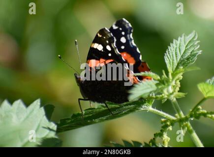 Roter Admiral-Schmetterling, der auf einer Pflanze auf dem Land ruht, Cornwall, Großbritannien Stockfoto