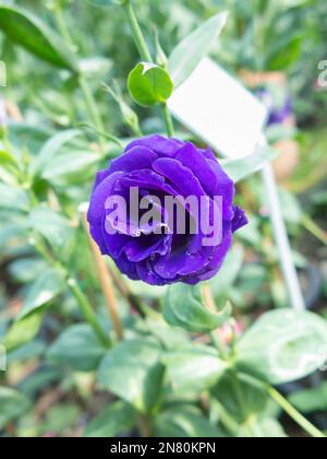 Lisianthus, Eustoma grandiflorum, Gentianaceae Stockfoto