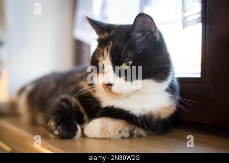 Die weibliche Hauskatze mit Tortoisehülse liegt auf dem Fensterbrett Stockfoto