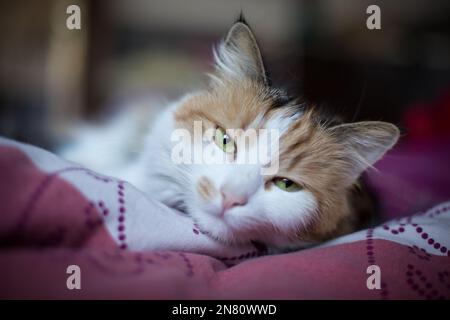 Langhaarige weibliche Hauskatze mit Schildkrötenmuschel Stockfoto