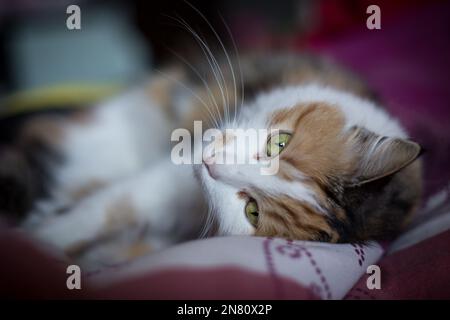 Langhaarige weibliche Hauskatze mit Schildkrötenmuschel Stockfoto