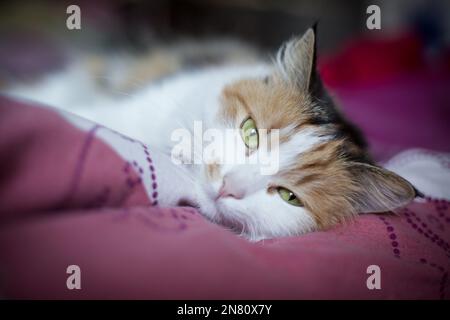 Langhaarige weibliche Hauskatze mit Schildkrötenmuschel Stockfoto