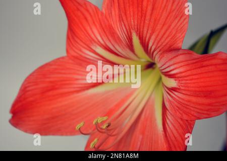 Wunderschöne und wundervolle, ungewöhnliche Amaryllis-Blüten (Disambigumentation) mit roten gelben Knospen und großen Stühlen. Stockfoto