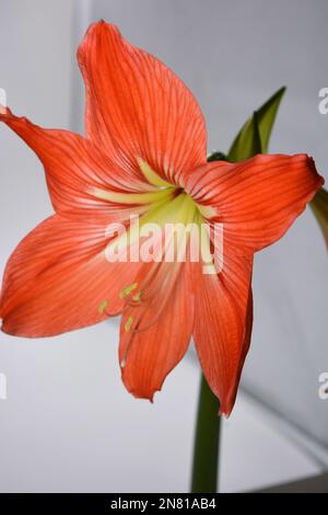 Wunderschöne und wundervolle, ungewöhnliche Amaryllis-Blüten (Disambigumentation) mit roten gelben Knospen und großen Stühlen. Stockfoto