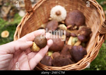 Hand, die einen frischen, wilden Apfelpilz über einem Korb in einem Wald hält Stockfoto