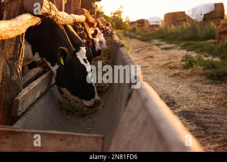 Hübsche Kühe essen Heu auf dem Bauernhof. Tierhaltung Stockfoto